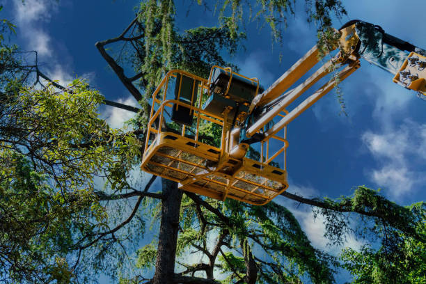 Leaf Removal in Gates Mills, OH